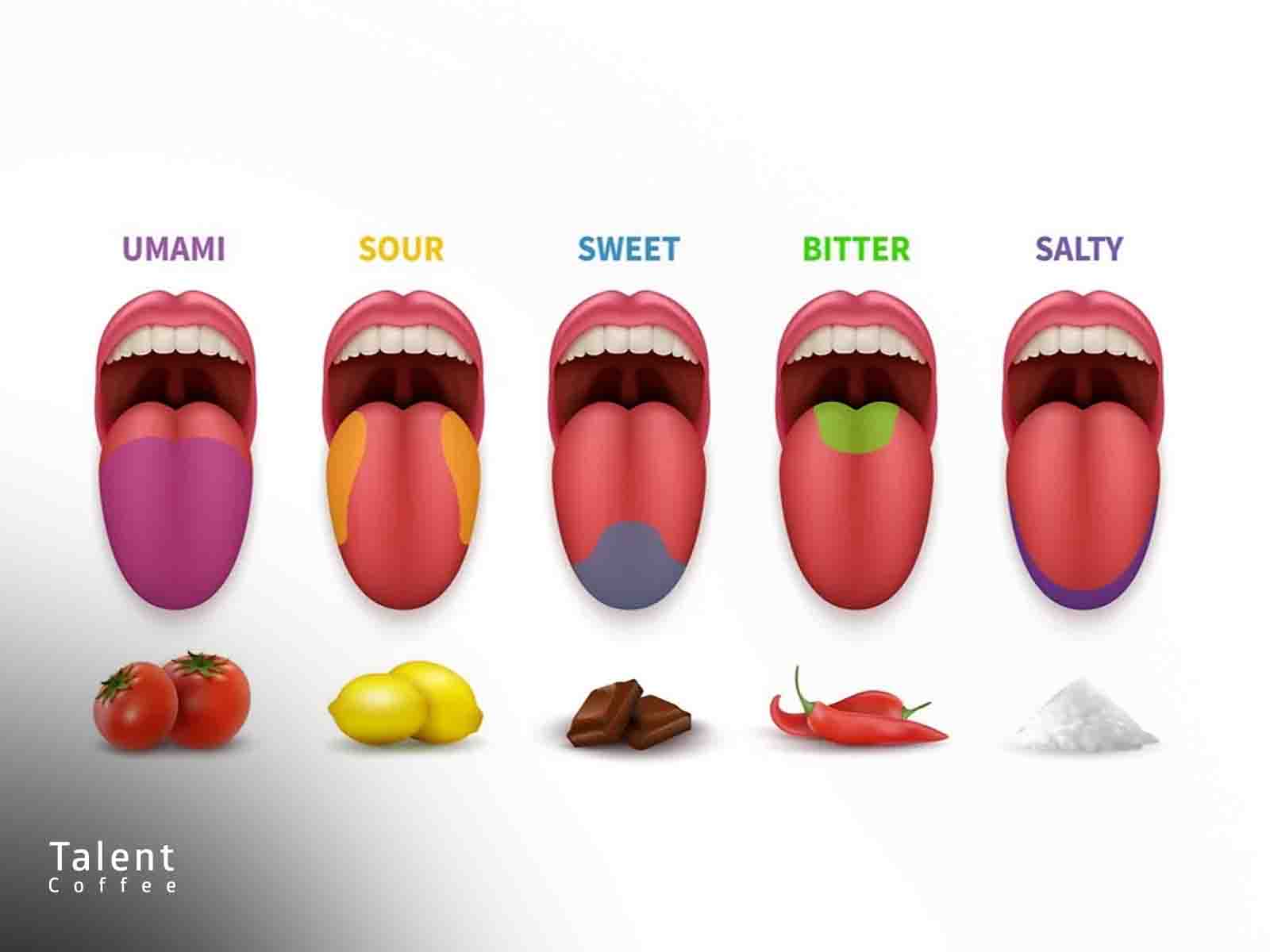 درک چشایی قهوه