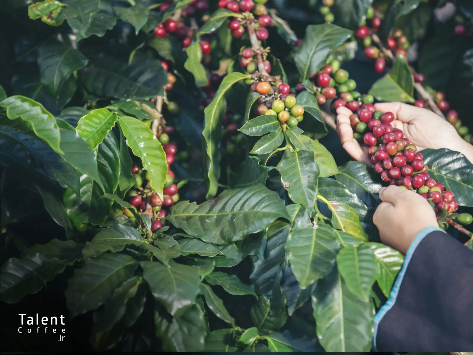 کشاورزی ارگانیک در پایداری قهوه 