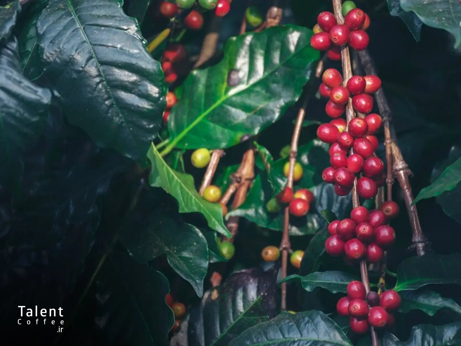 بهترین ترکیب قهوه کلمبیا 