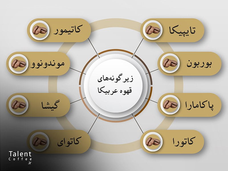 انواع گونه های قهوه عربیکا