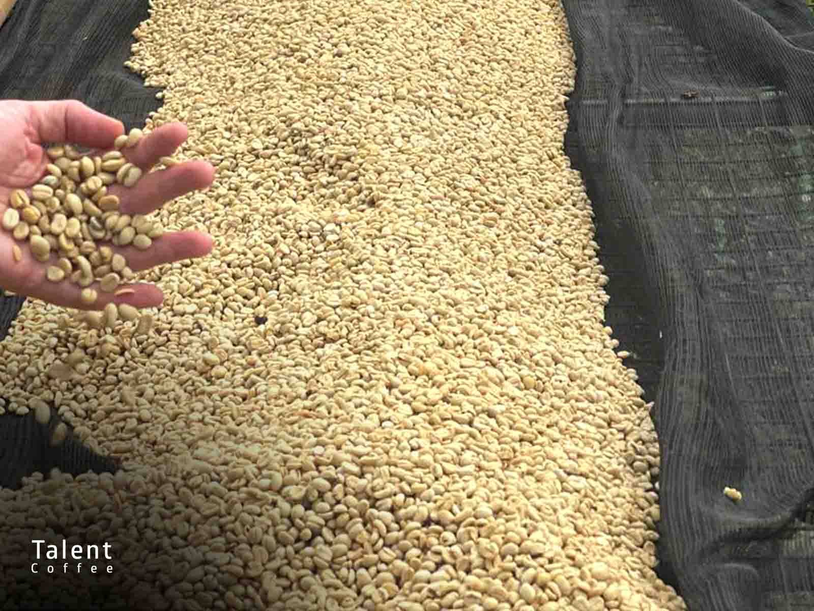 کیو گریدر کیست