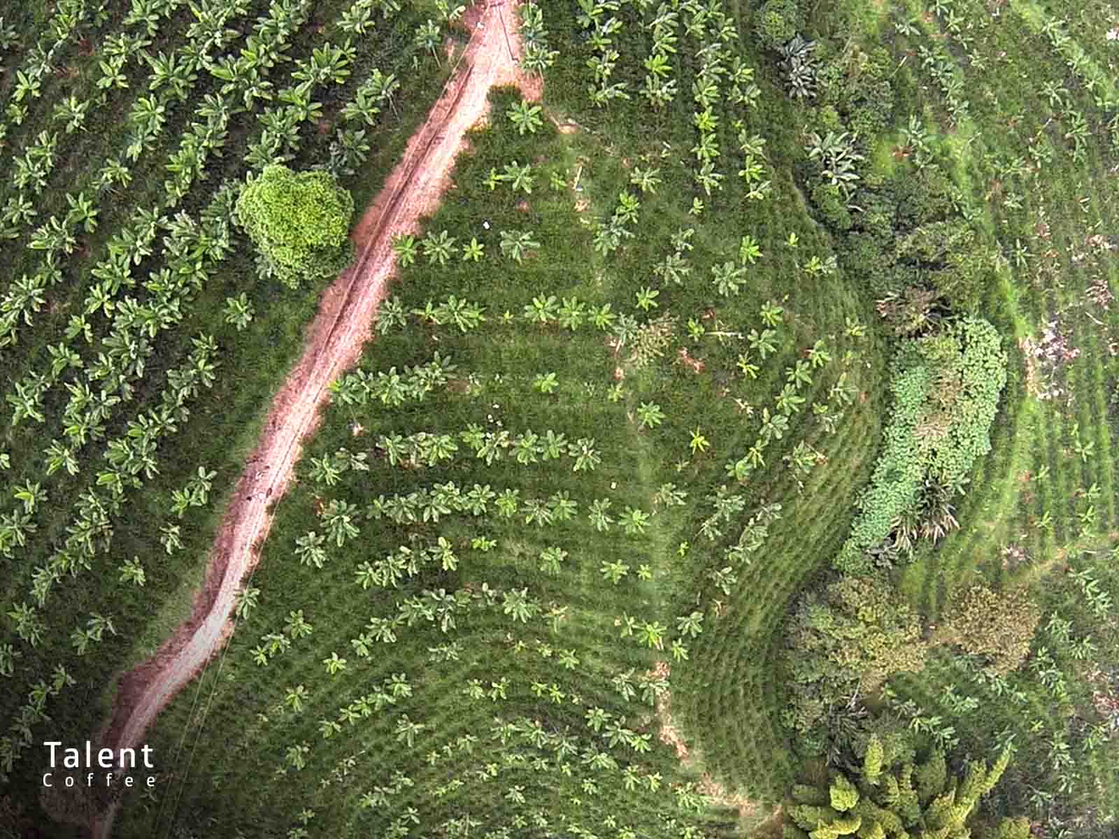 آشنایی با قهوه کلمبیا تروپیکال بوربن مدیرتولز