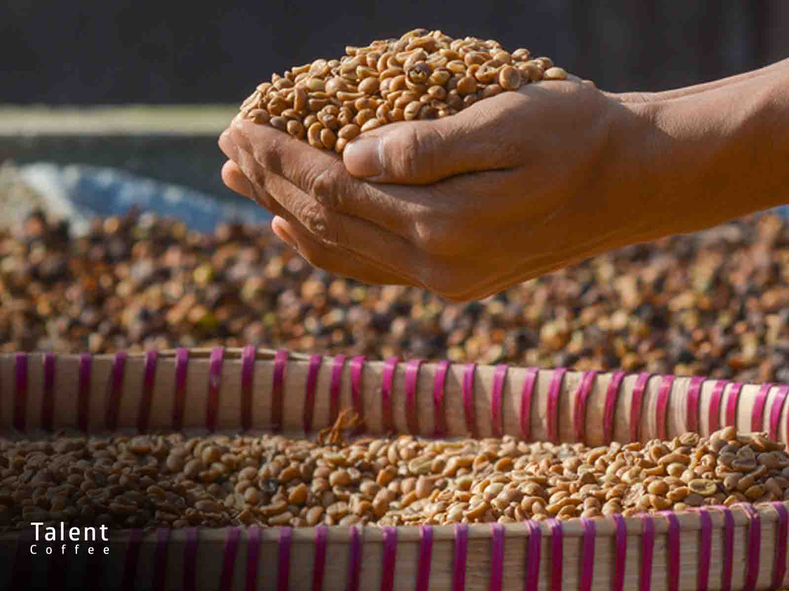 کپک آسپرژیلوس اوریزه