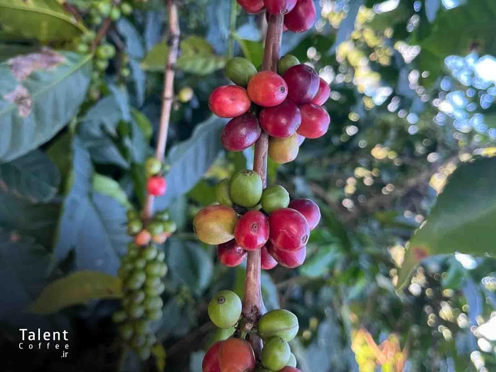 گیلاس تازی قهوه