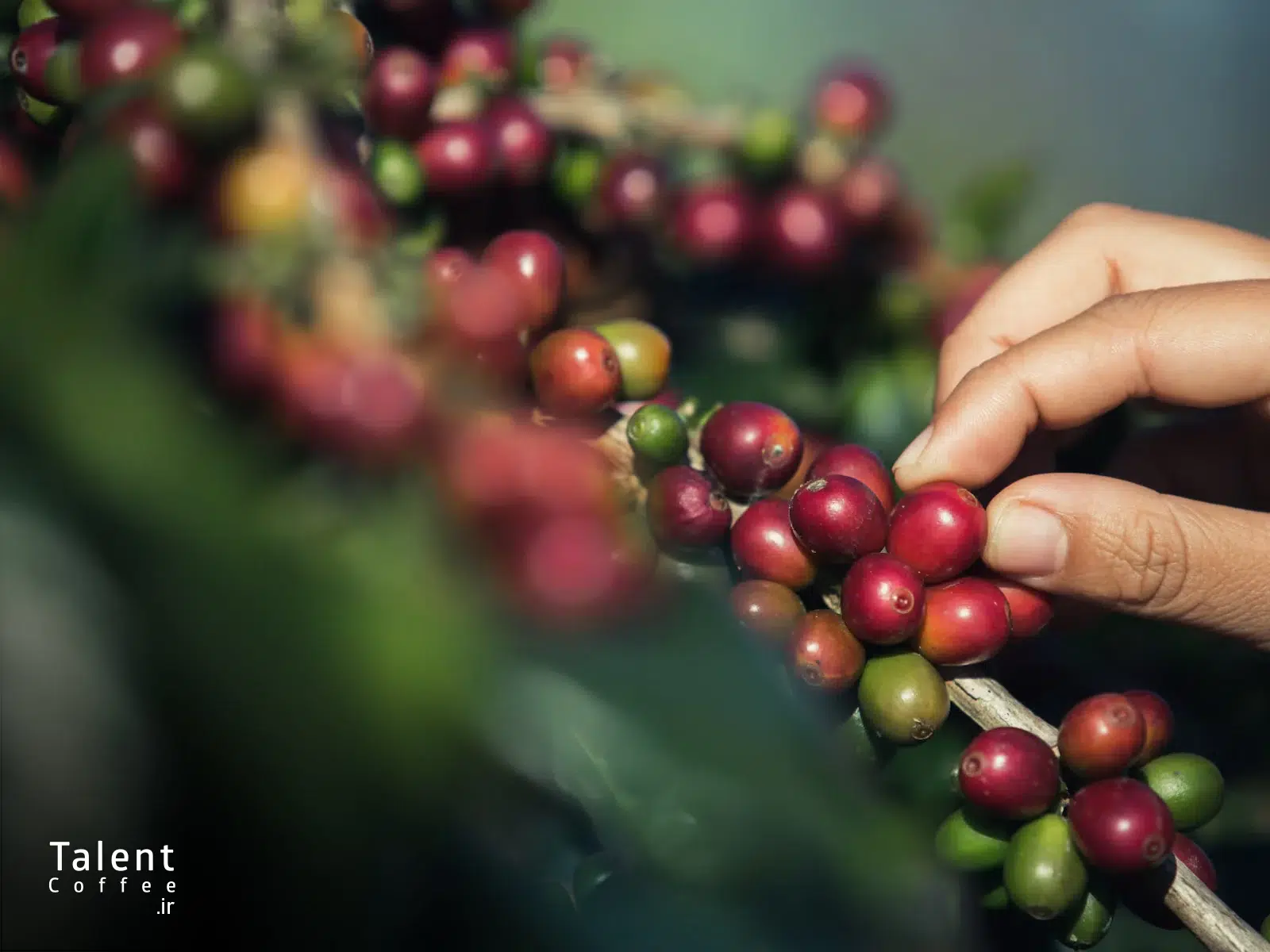 پایداری در دنیای قهوه های تخصصی