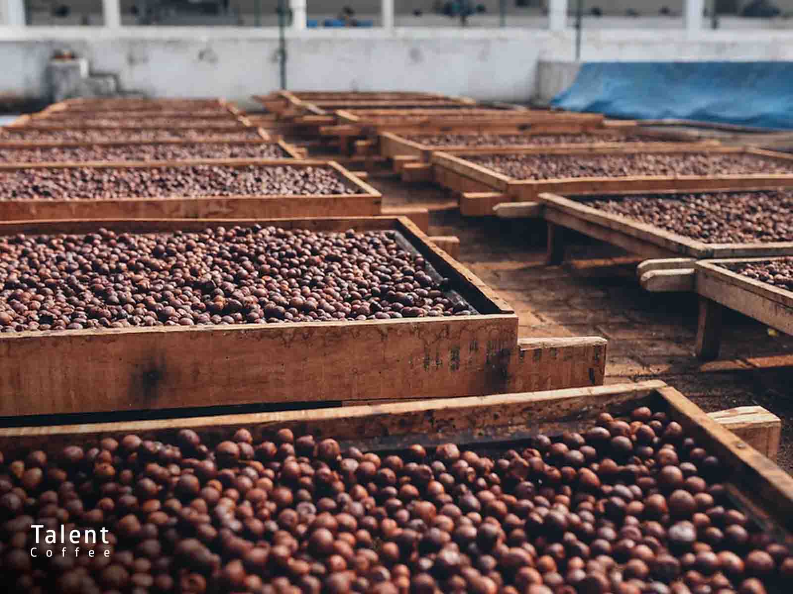 آشنایی با قهوه کلمبیا تروپیکال بوربن مدیرتولز