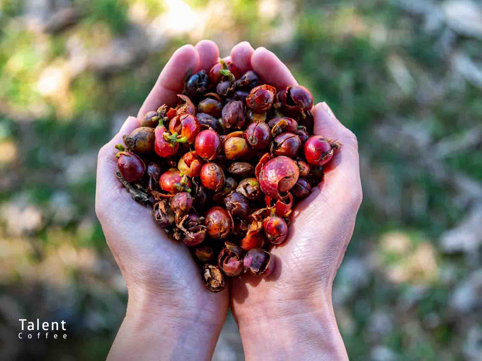 کاسکارا چیست