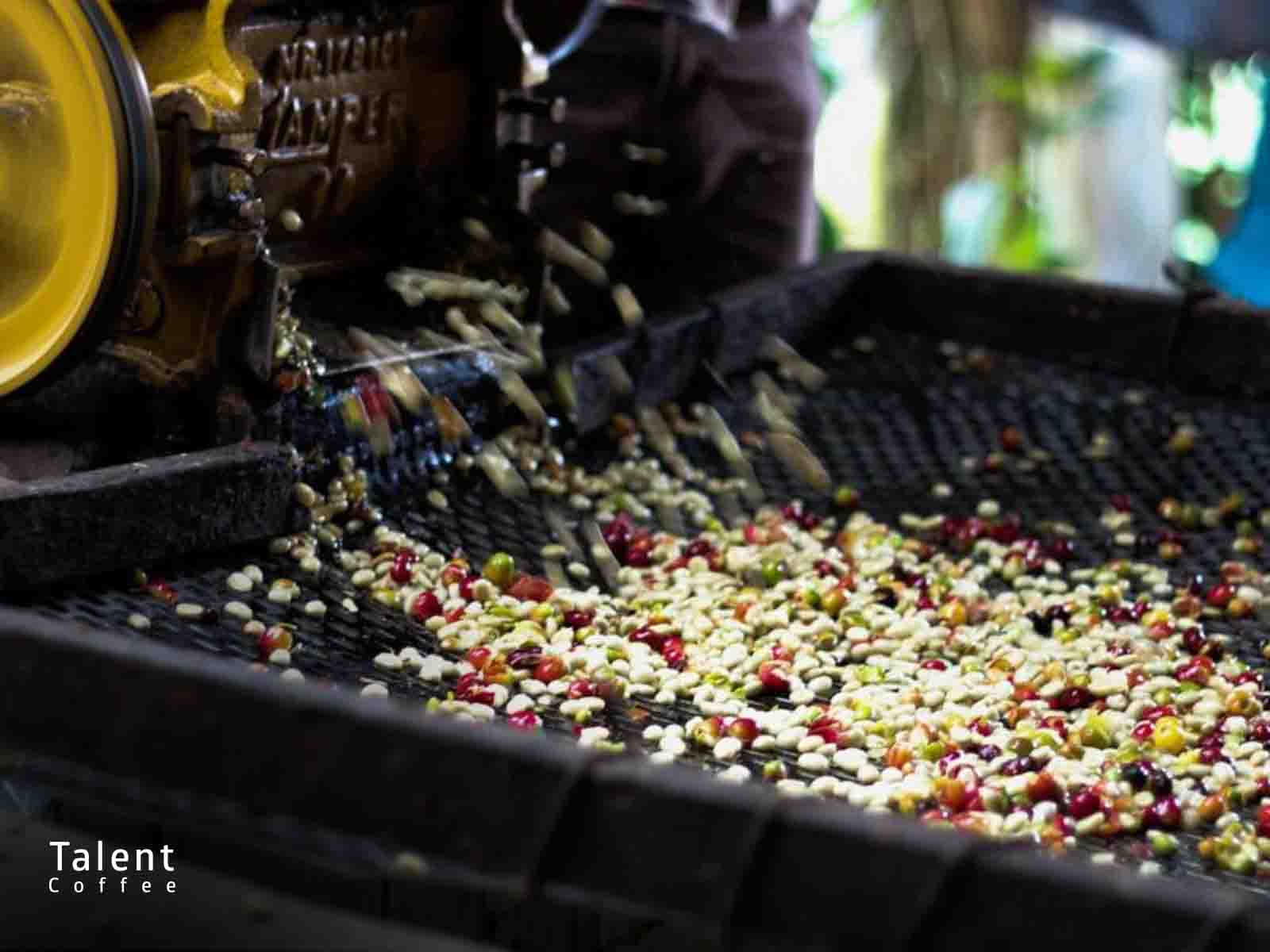 کپک آسپرژیلوس اوریزه