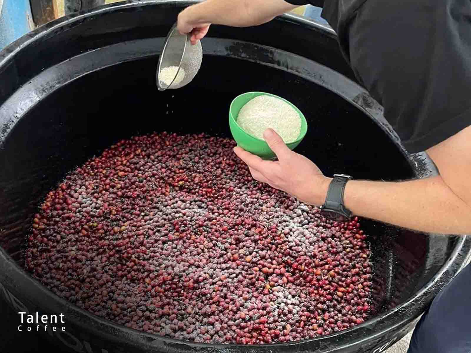 کپک آسپرژیلوس اوریزه