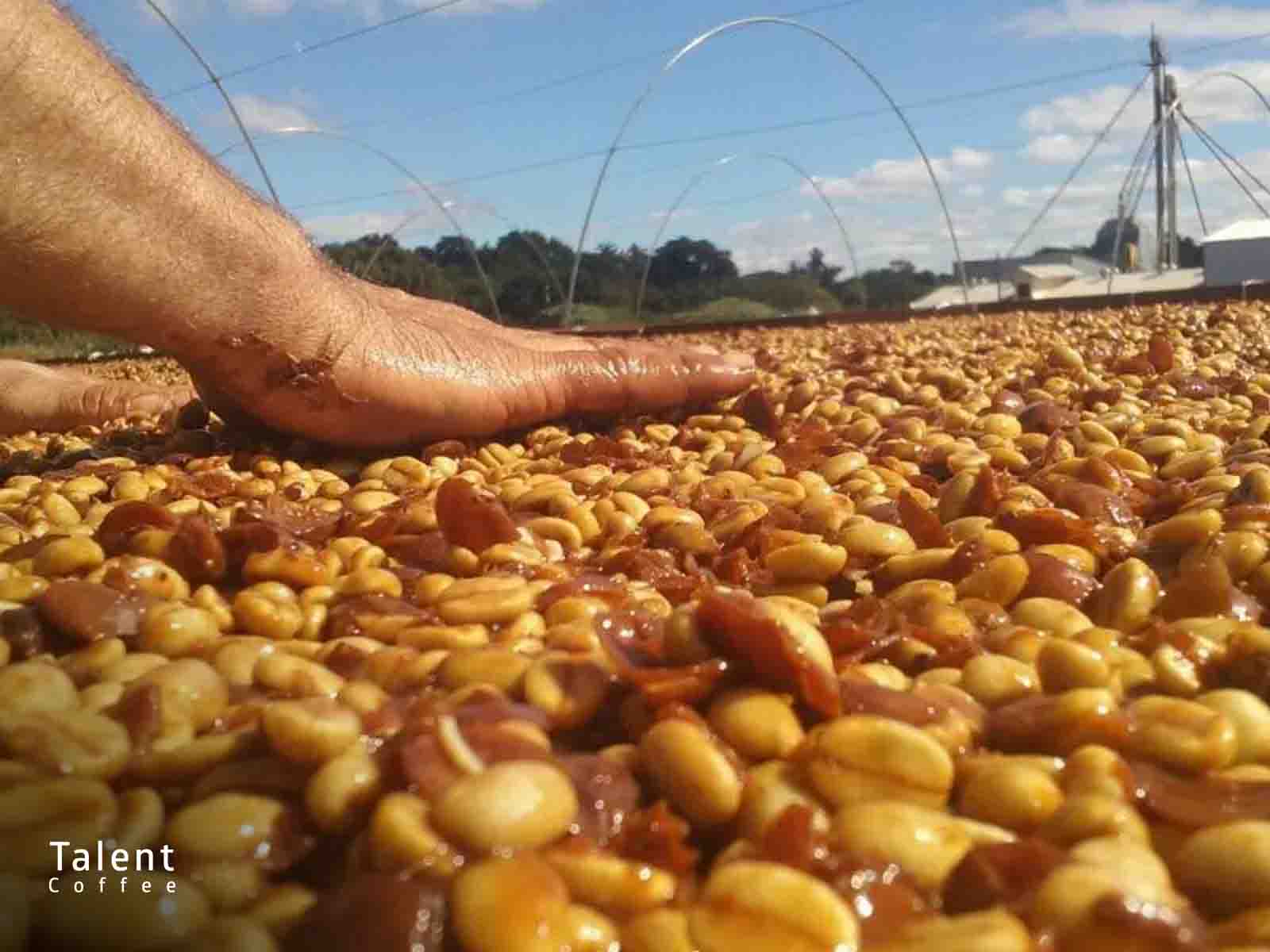 آشنایی با قهوه کلمبیا تروپیکال بوربن مدیرتولز