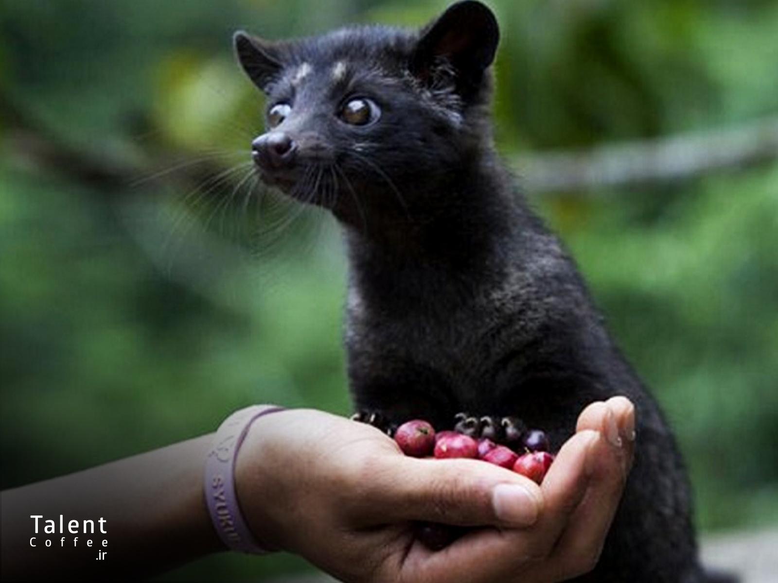 گرانترین قهوه دنیا