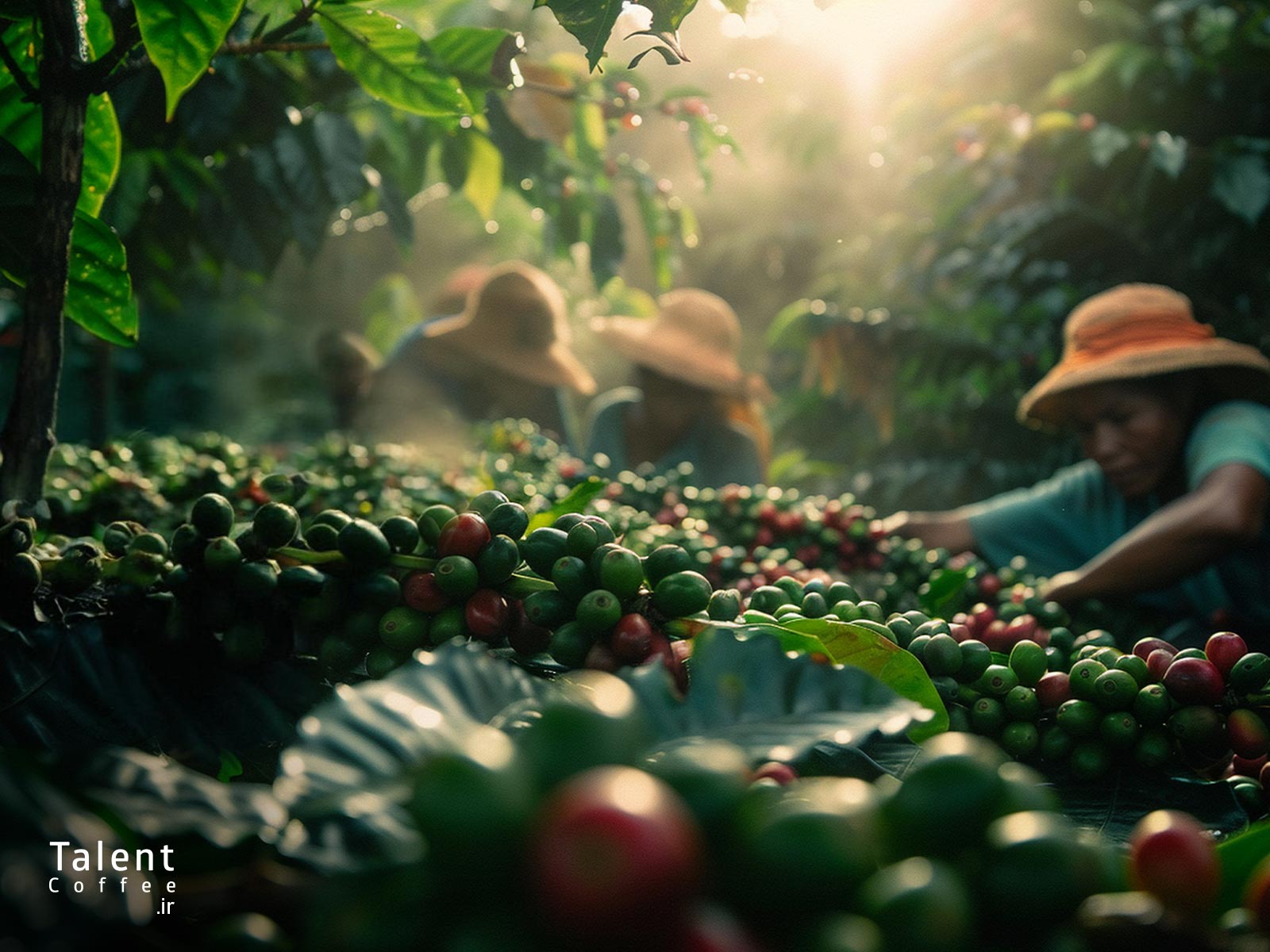 انتخاب بهترین دانه قهوه عربیکا 