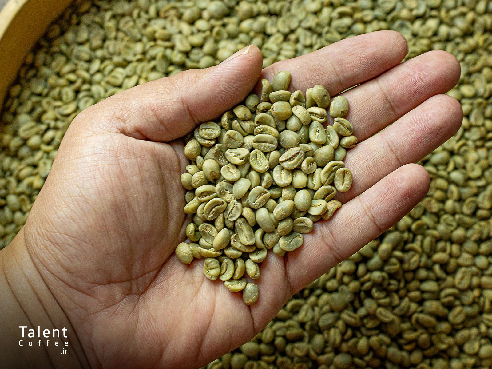 قهوه سبز چیست 