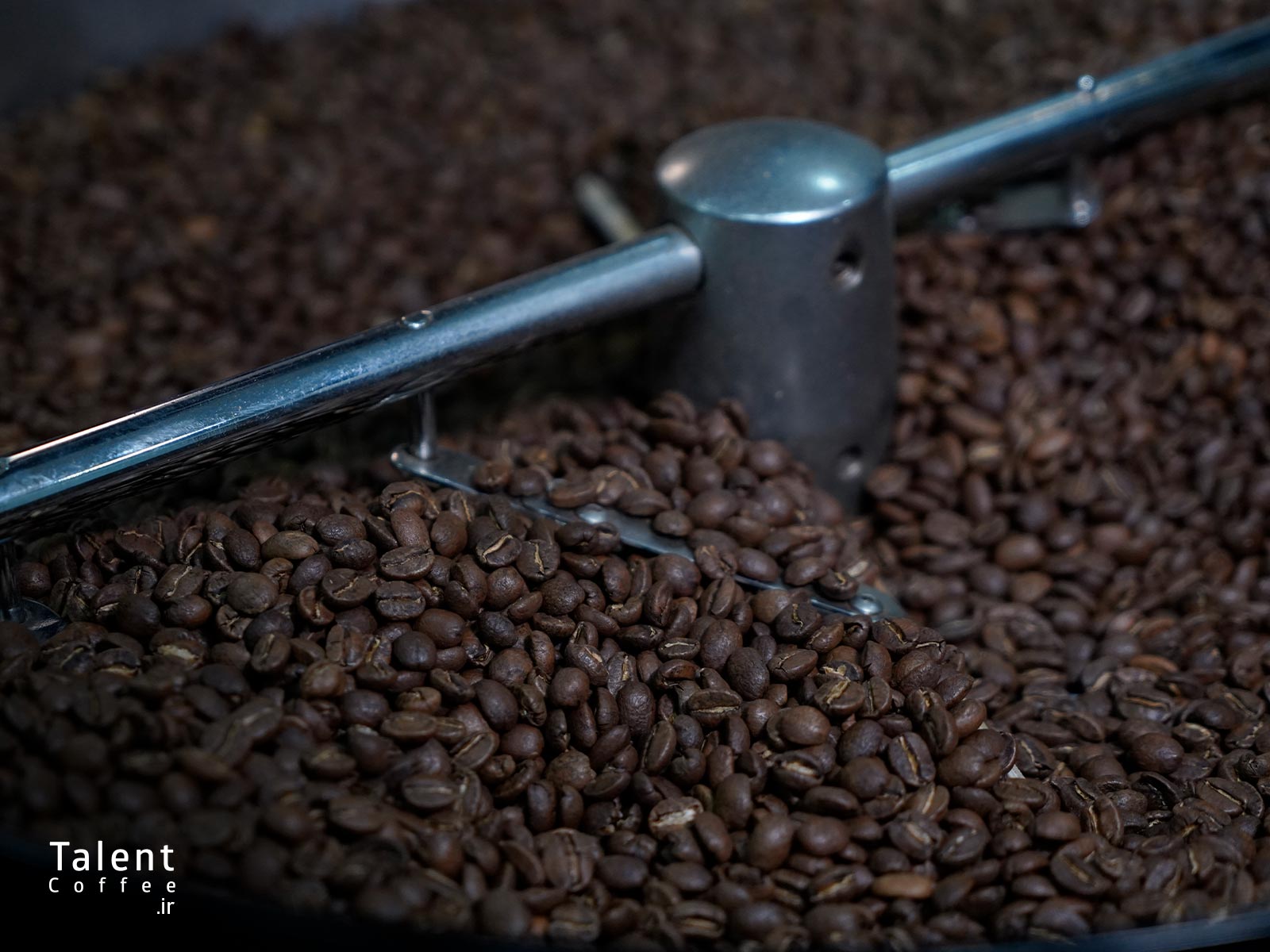 انتخاب بهترین دانه قهوه عربیکا 