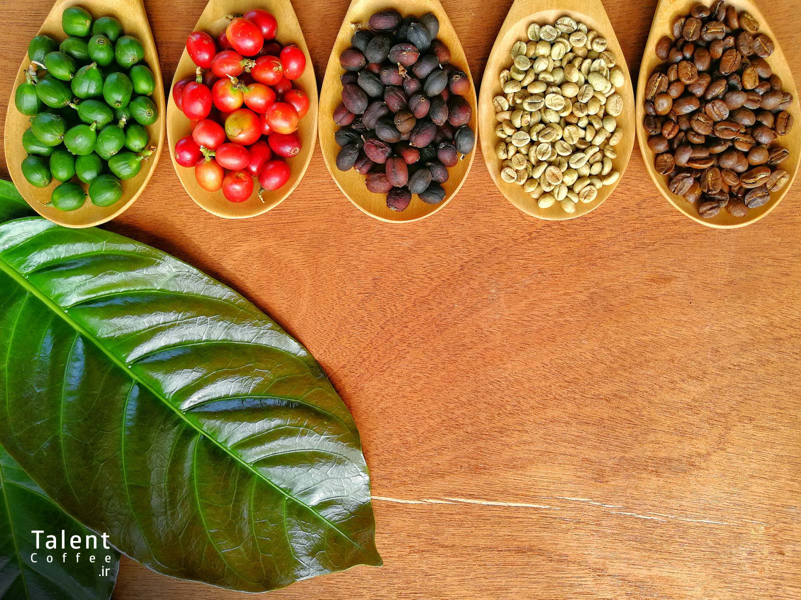 قهوه سبز چیست 