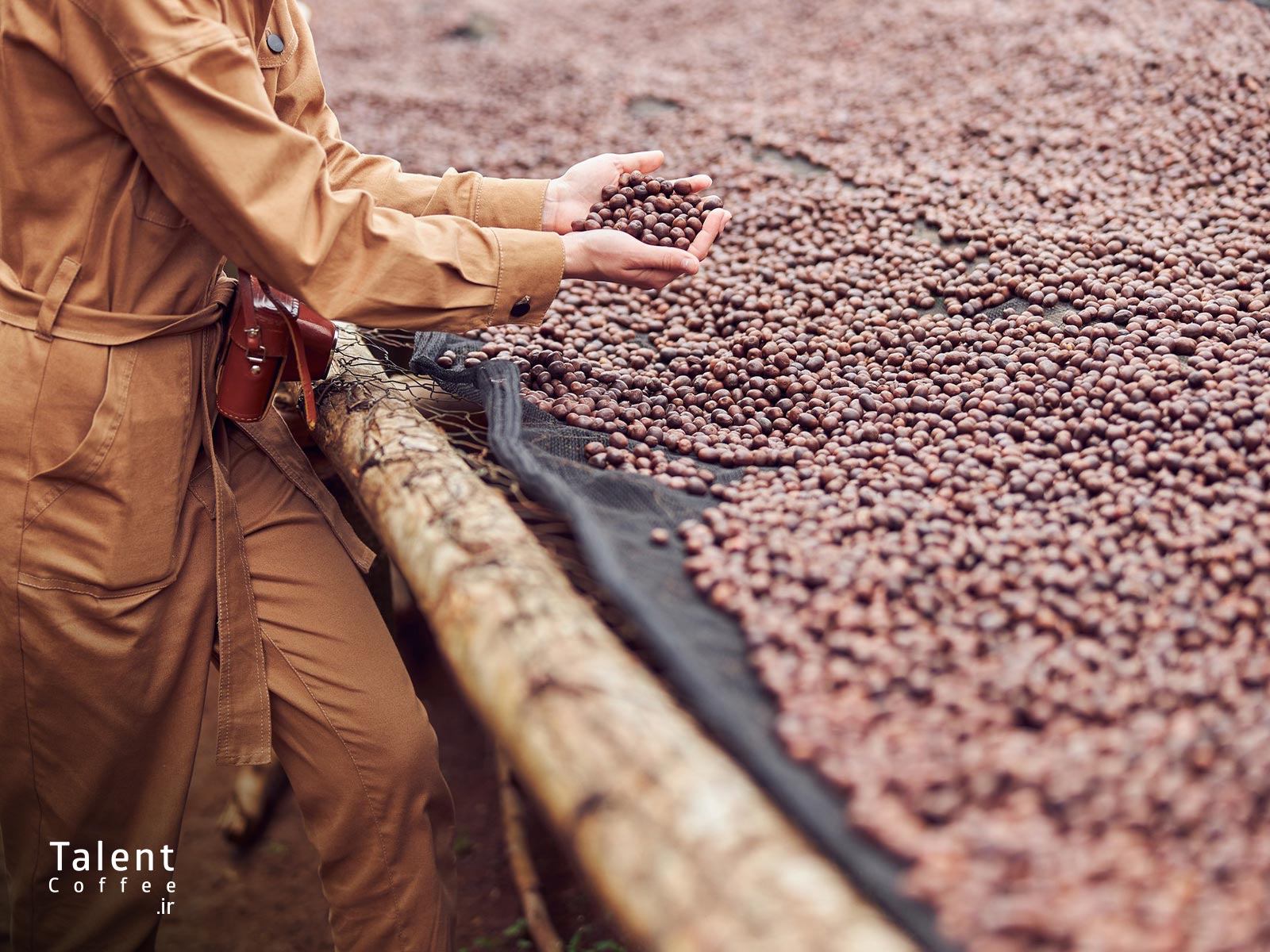 فواید و مضرات قهوه بدون کافئین یا دیکف