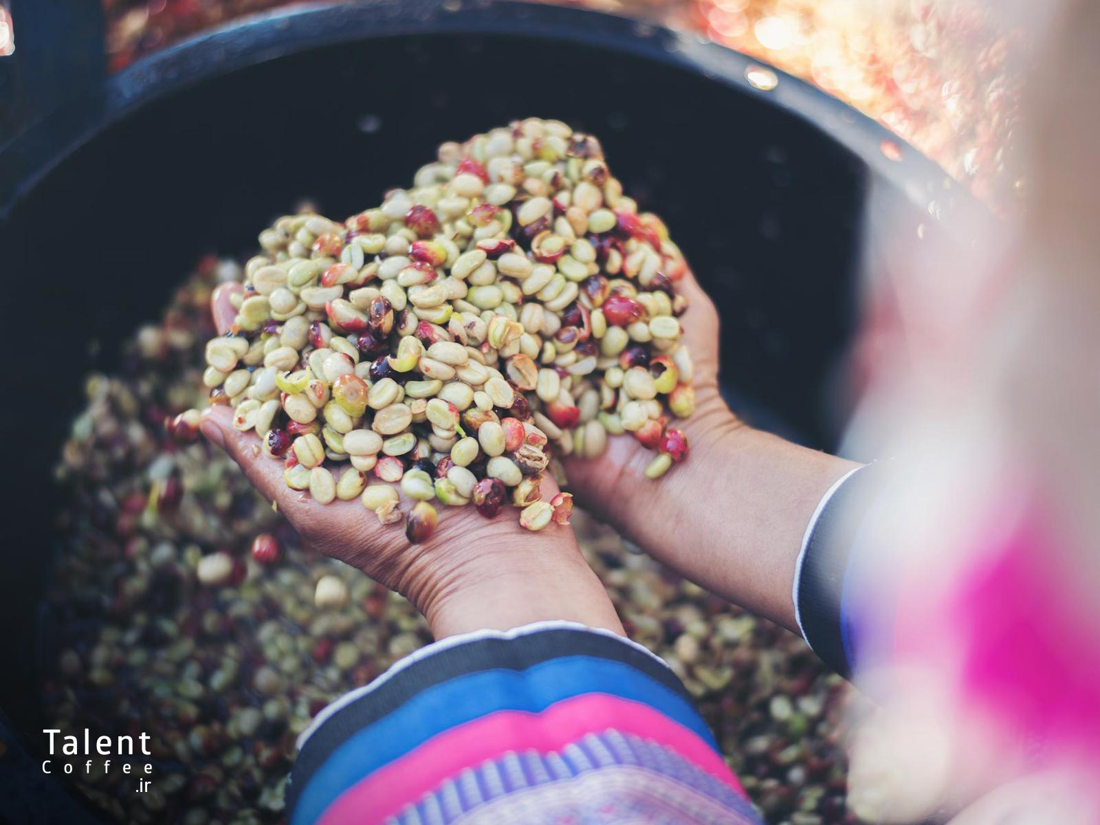 قهوه سبز چیست 