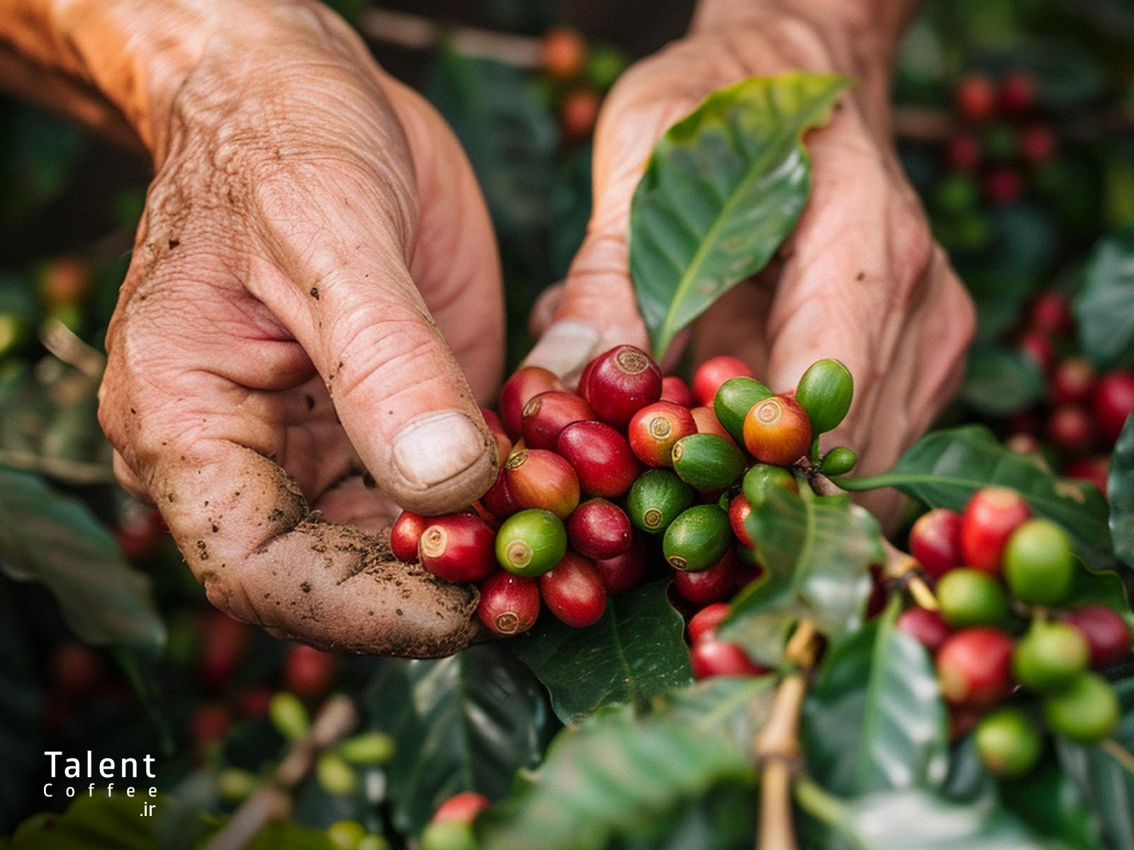 قهوه سبز چیست 