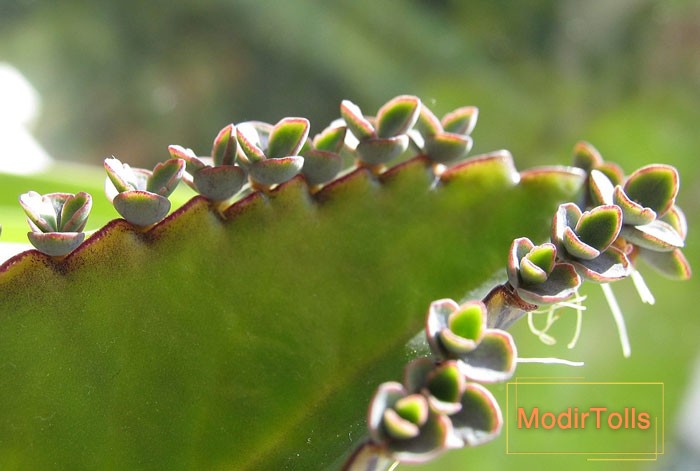گل اشک تمساح شرایط نگهداری