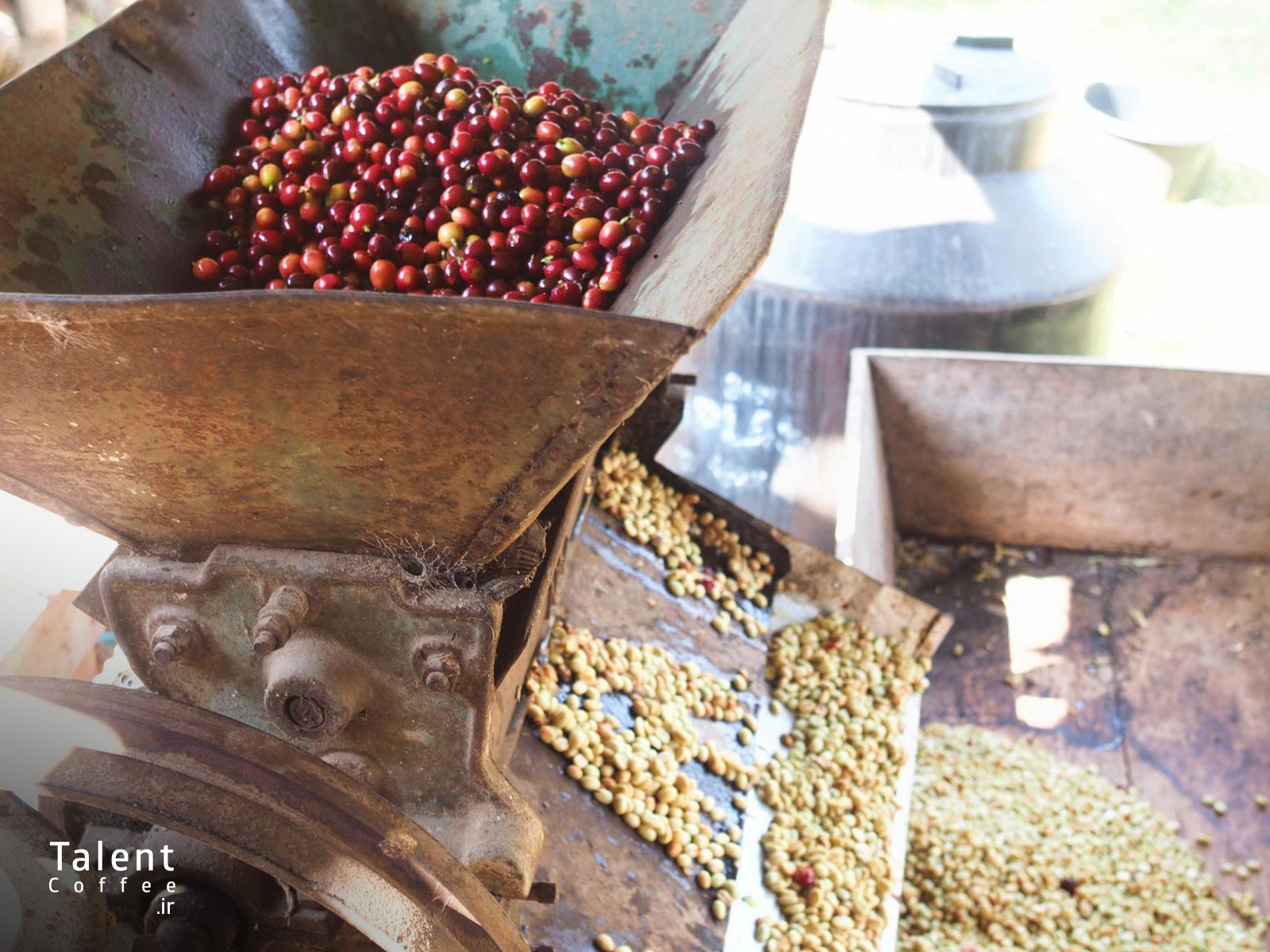 قهوه سبز چیست 