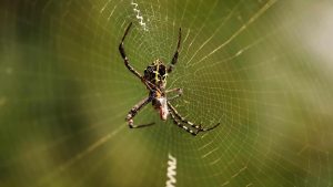 عنکبوت در فال قهوه