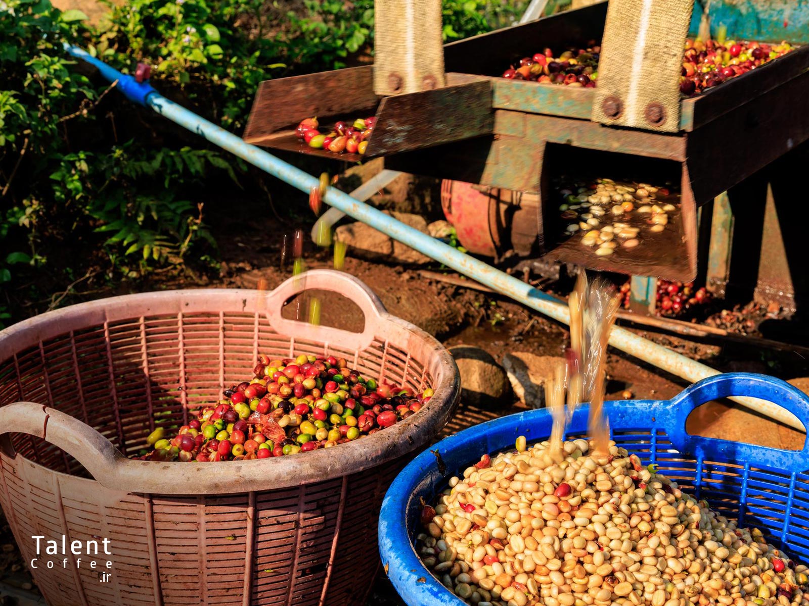 قهوه سبز چیست 