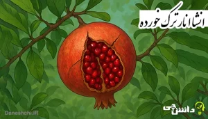 انشا در مورد انار ترک خورده