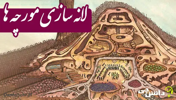 تحقیق در مورد لانه سازی مورچه ها