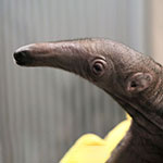 جانور مورچه خوار