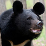 جانور خرس آسیایی