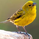 جانور قناری