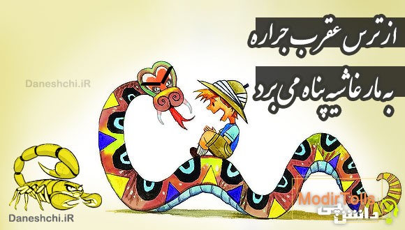 از ترس عقرب جراره به مار غاشیه پناه می برد