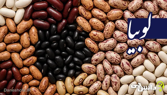 تحقیق در مورد لوبیا