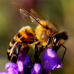 جانور زنبور