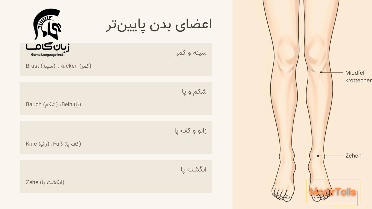 اعضای بدن پا و انگشتان پا به آلمانی