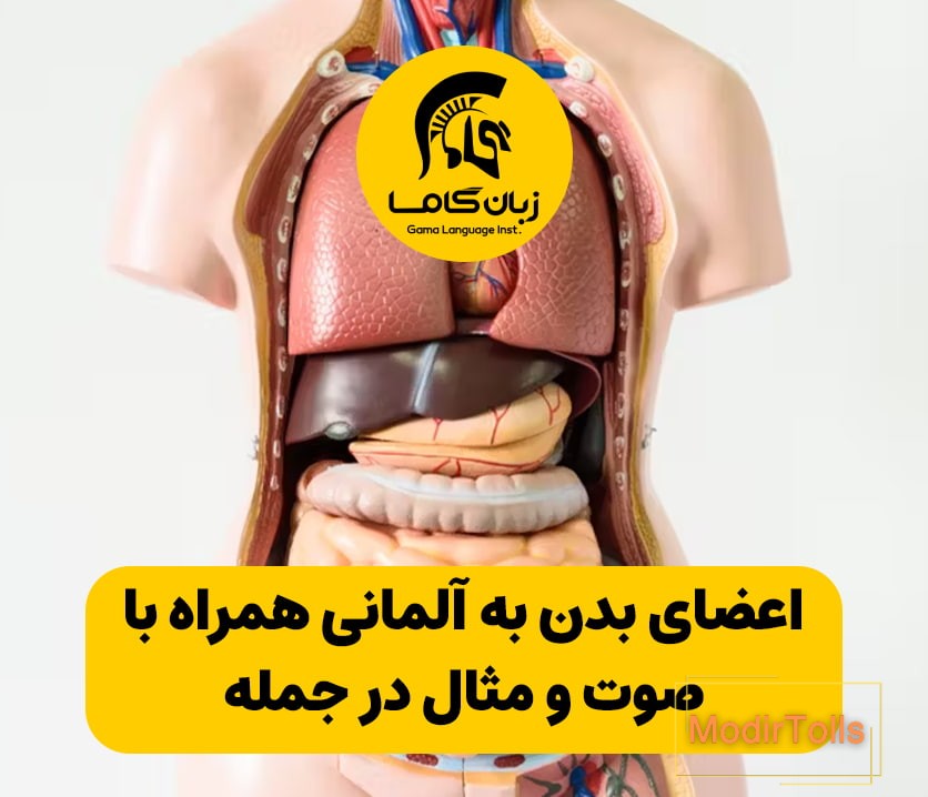 اعضای بدن به آلمانی