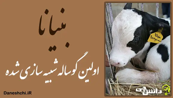 بنیانا اولین گوساله شبیه سازی شده 