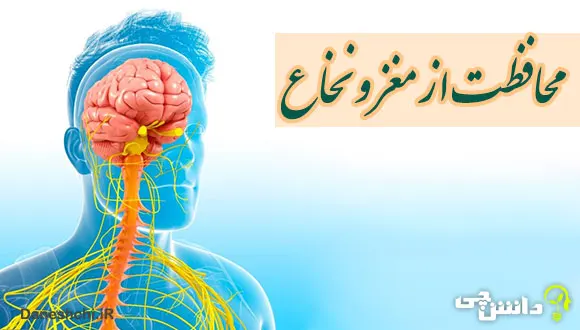 تحقیق درباره بدن ما چگونه از مغز و نخاع محافظت می کند