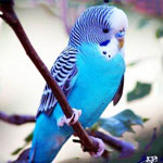 جانور مرغ عشق