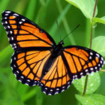 جانور پروانه