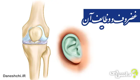 تحقیق در مورد غضروف و وظایف آن