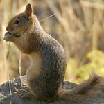 جانور سنجاب ایرانی