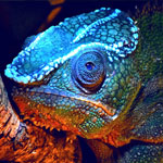 جانور آفتاب پرست