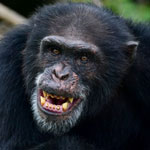 جانور شامپانزه