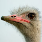 جانور شتر مرغ