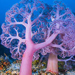 جانور مرجان