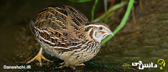 تحقیق در مورد زندگی بلدرچین