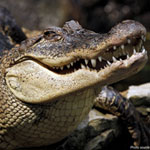 جانور کروکودیل