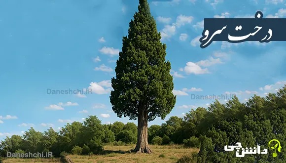 تحقیق درباره درخت سرو