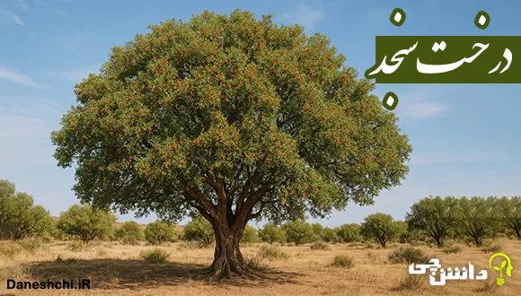 تحقیق در مورد درخت سنجد